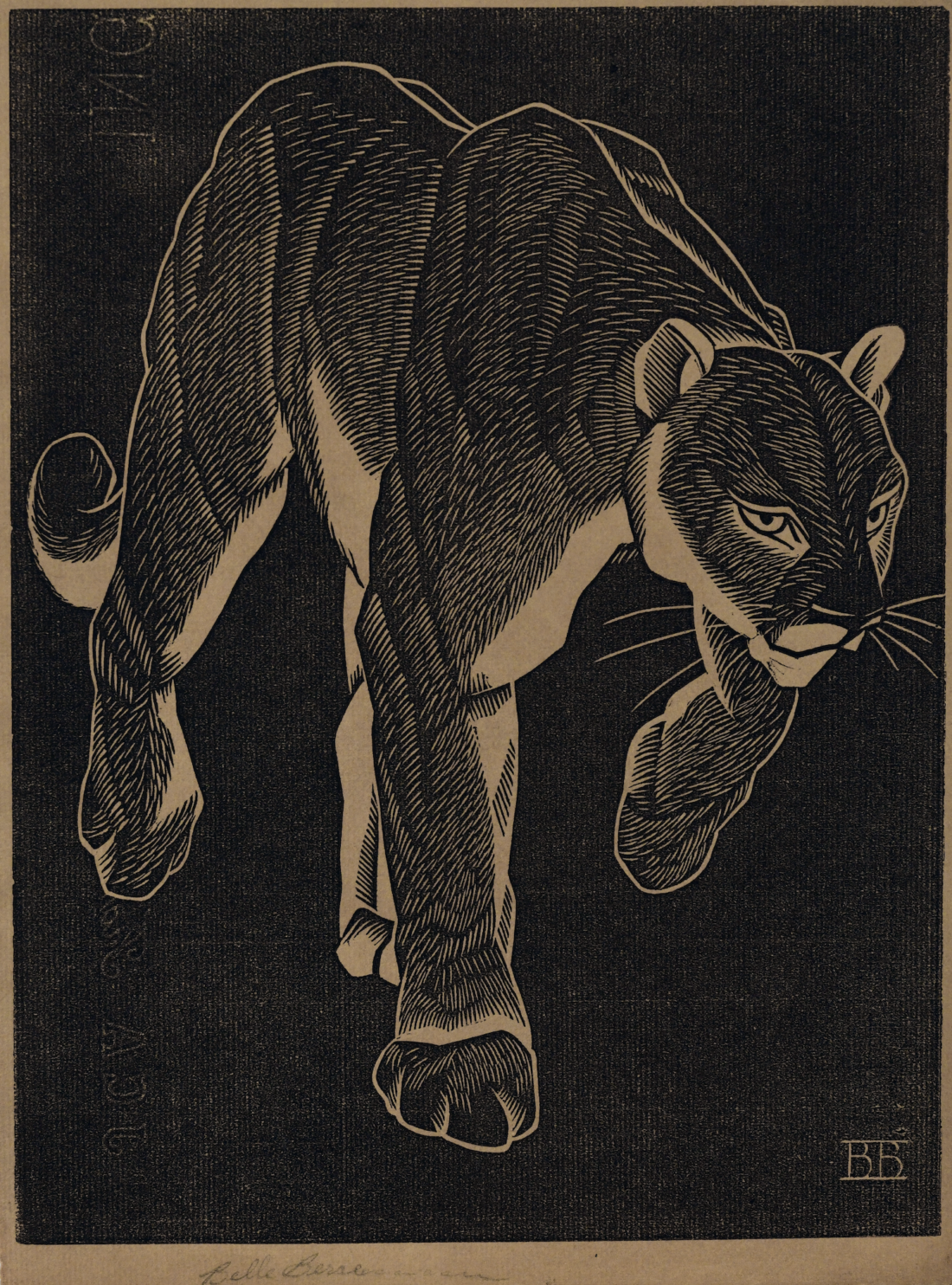 Untitled (Panther)